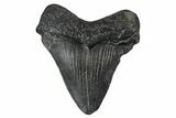 Juvenile Megalodon Tooth - South Carolina #172109-1